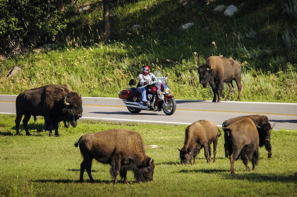 Discover the Ultimate Sturgis Motorcycle Rally Must-Ride Destinations for Unforgettable Adventures Motorcycle & Buffalo SD
